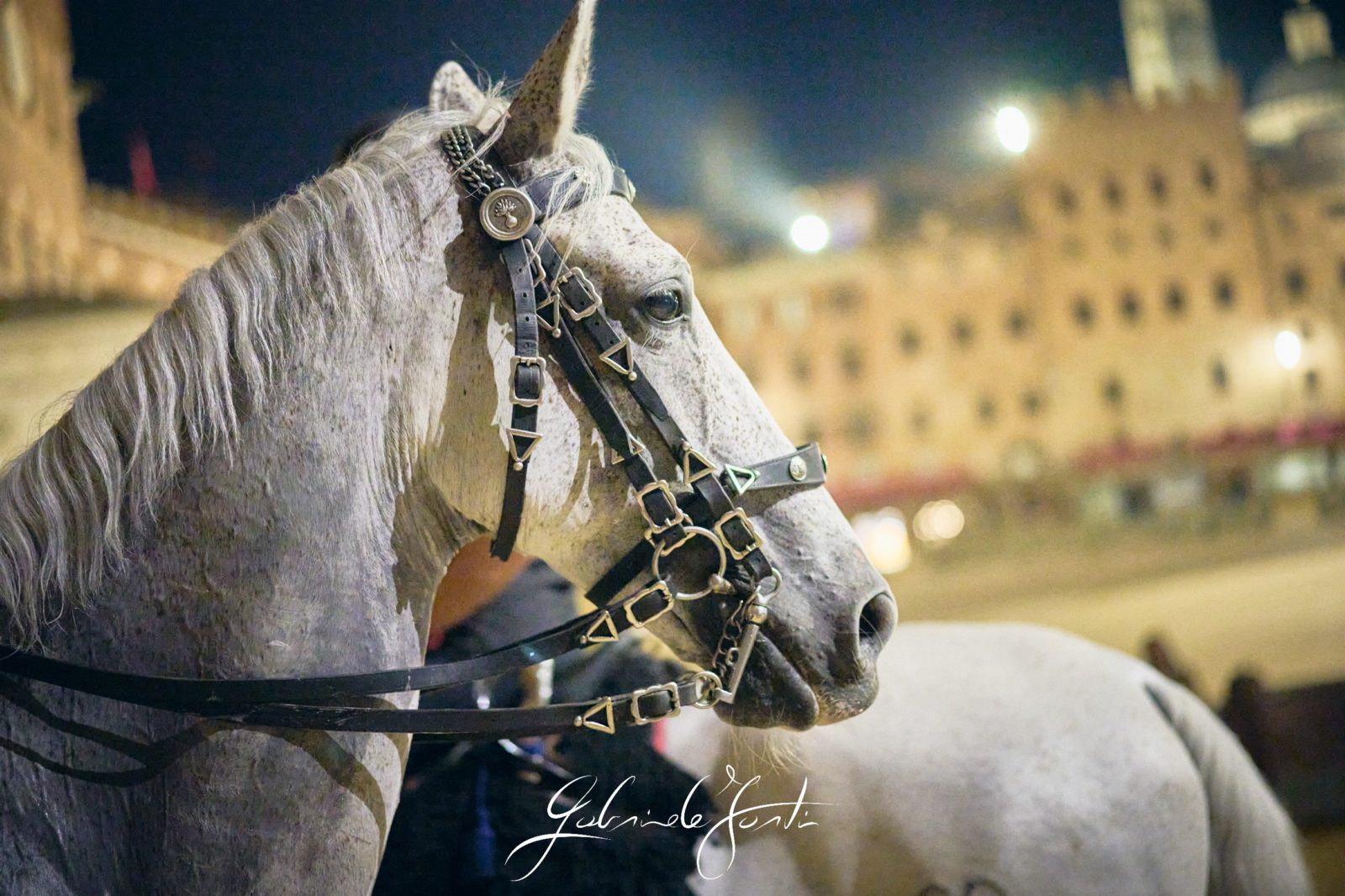 FOR01105 Forti Gabriele